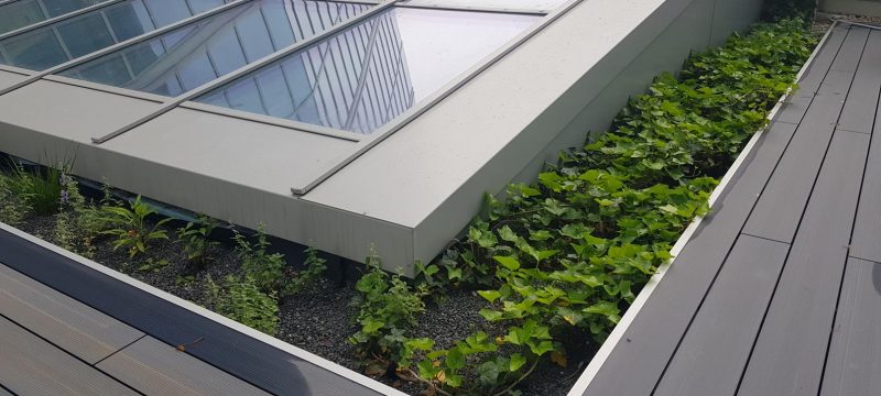 Zielony dach na wiacie - tectumgroup.pl