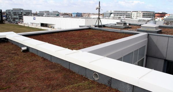 Dach z roślinami - tectumgroup.pl